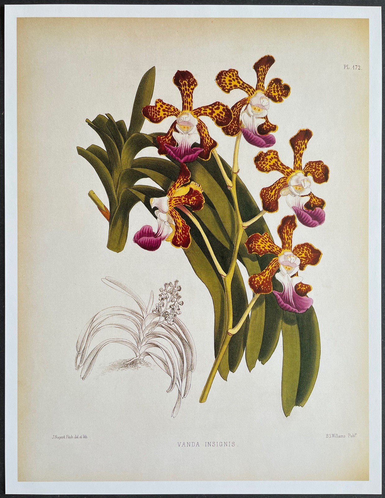 Botany Orchids Vanda Badge Reproduction Nugent Fitch Botany Orchids Vanda Badge Reproduction Nugent Fitch