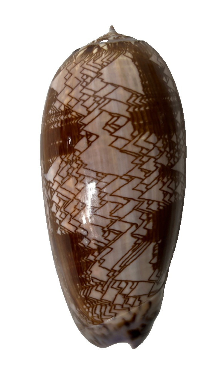 EXTREMELY RARE Oliva Porphyria, Porphyry Olive HUGE Shell EXTREMELY RARE Oliva Porphyria, Porphyry Olive HUGE Shell