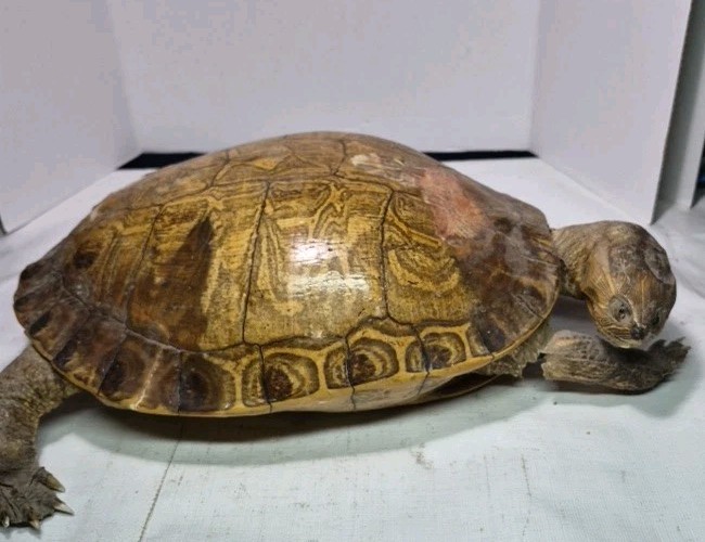 Large Shell Taxidermy Turtle Rough Condition 18\ Large Shell Taxidermy Turtle Rough Condition 18\