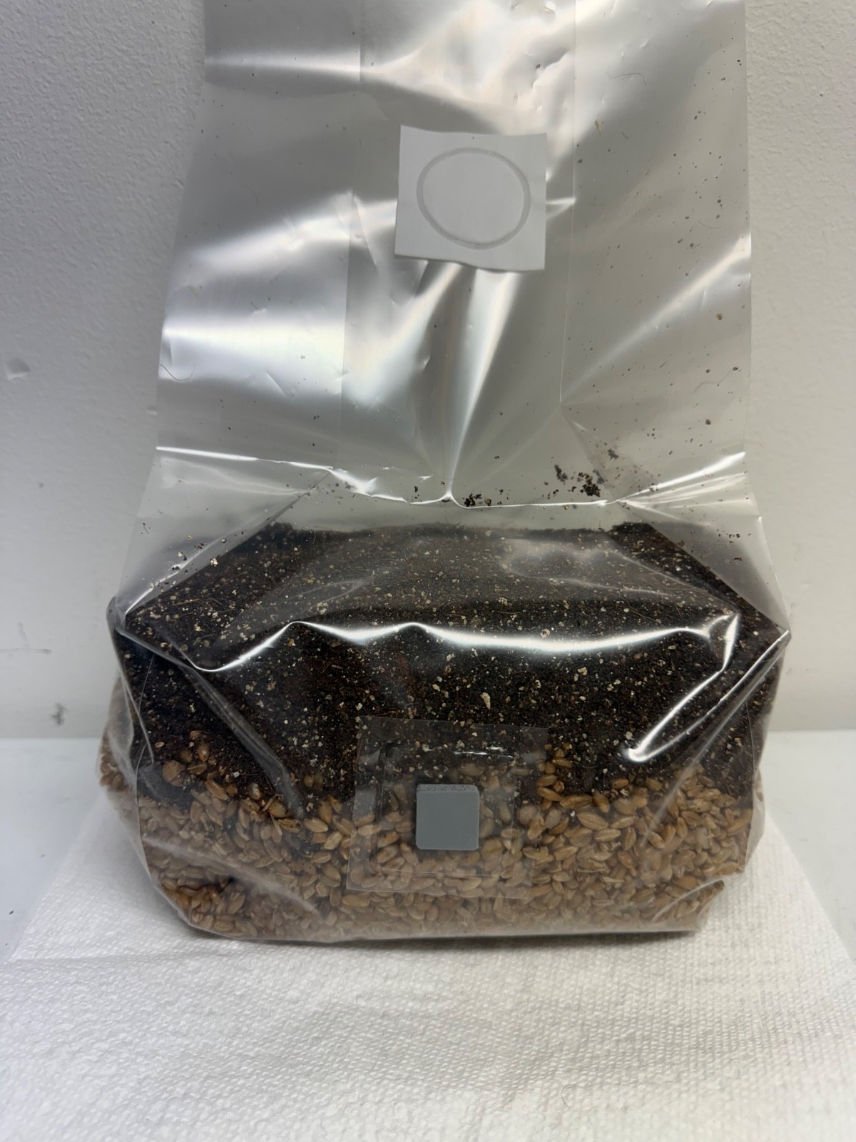 2 pack All in One Mushroom Grow Kit in a Bag (2.5 Lbs) 5lb total