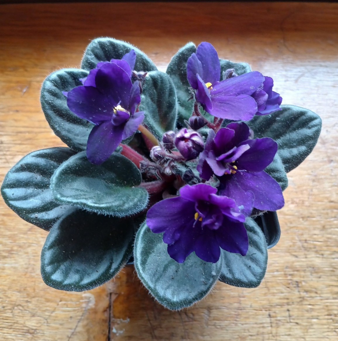 Cobalt Blue / PURPLE  African Violet 1 Live  Plant - 4\