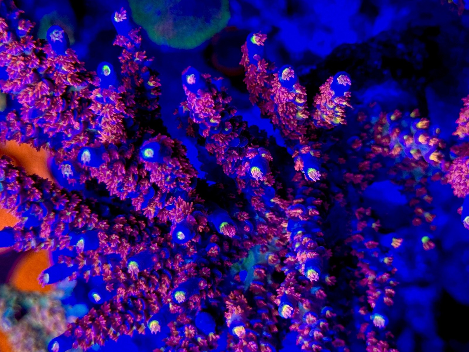 RRC Angry Birds - Live Coral Frag SPS/Acropora
