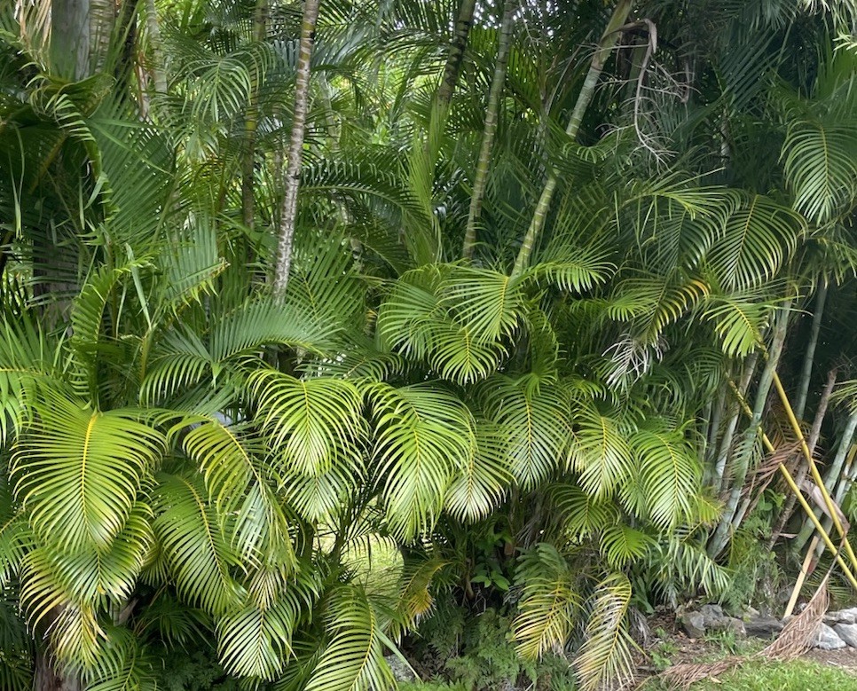 100 Areca Palm Seeds Oahu Hawaii, bamboo palm, golden cane, yellow palm tree 100 Areca Palm Seeds Oahu Hawaii, bamboo palm, golden cane, yellow palm tree