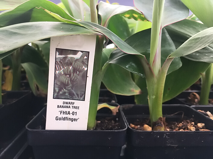  FHIA-01 Goldfinger Dwarf Banana Plant - Live Plant