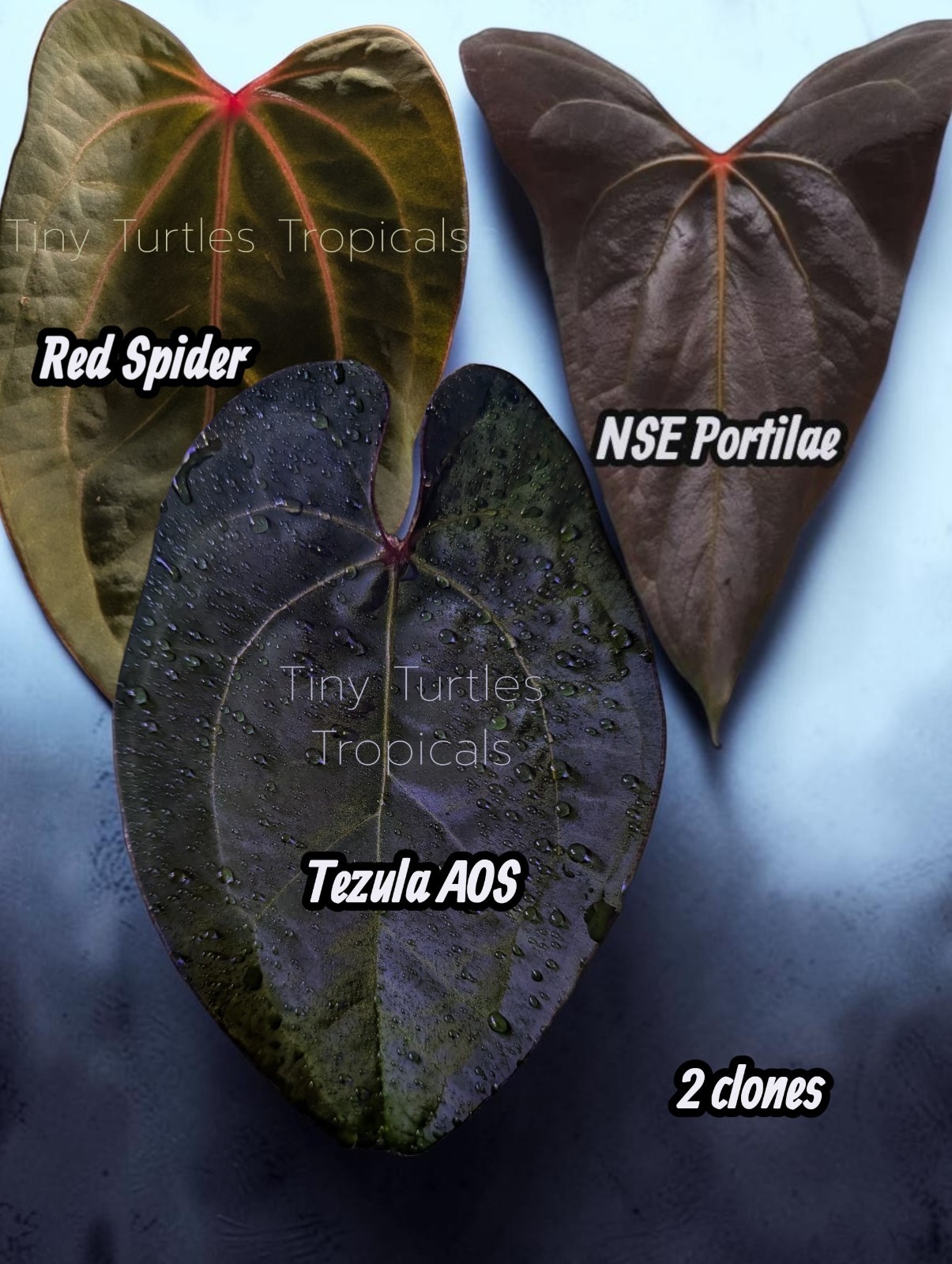 Anthurium Rare Clone Bundle: Tezula AOS x NSE Portilae, and Bumpy Red Spider Anthurium Rare Clone Bundle: Tezula AOS x NSE Portilae, and Bumpy Red Spider