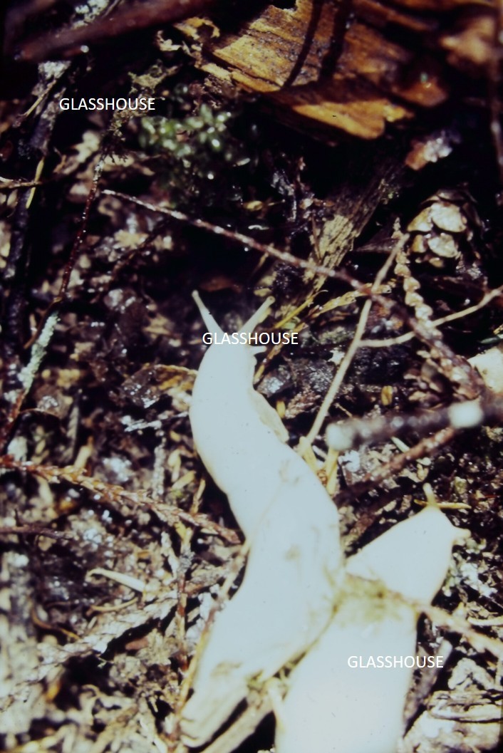 ALBINO BANANA SLUGS ON THE GROUND, 1971 PHOTO SLIDE ALBINO BANANA SLUGS ON THE GROUND, 1971 PHOTO SLIDE