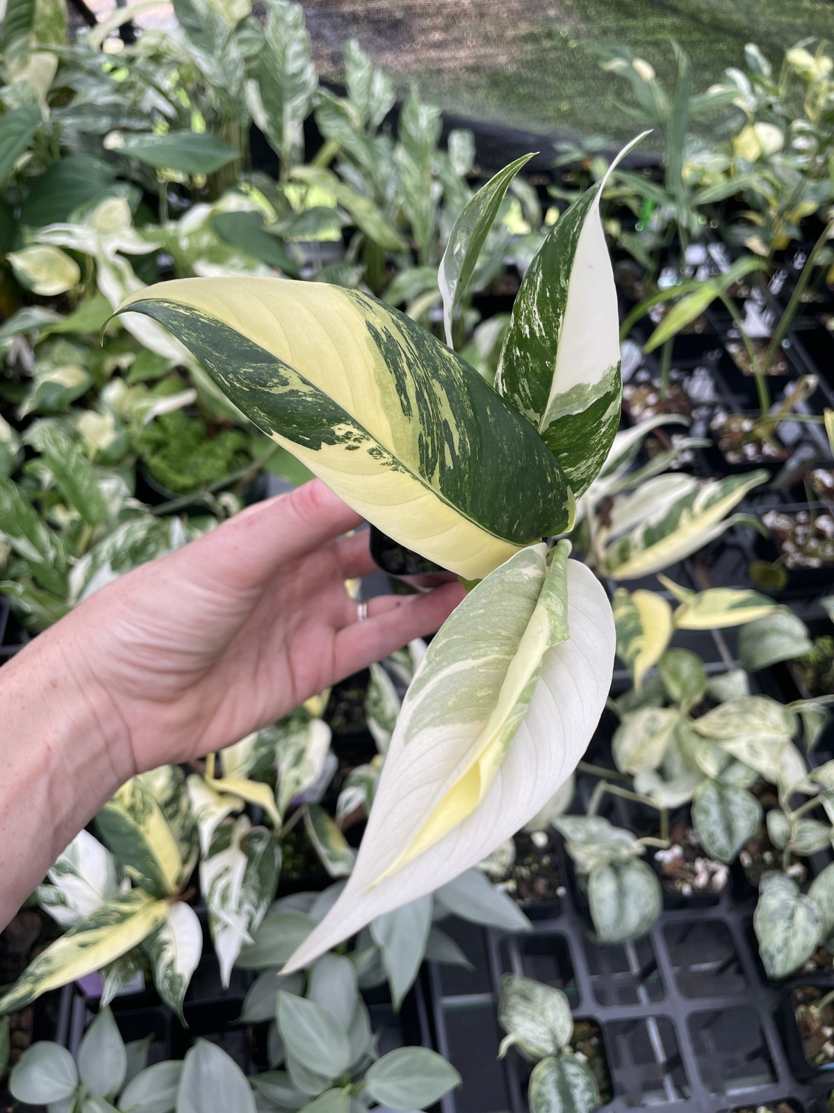 Rhaphidophora Lobbii Variegated 2.5\