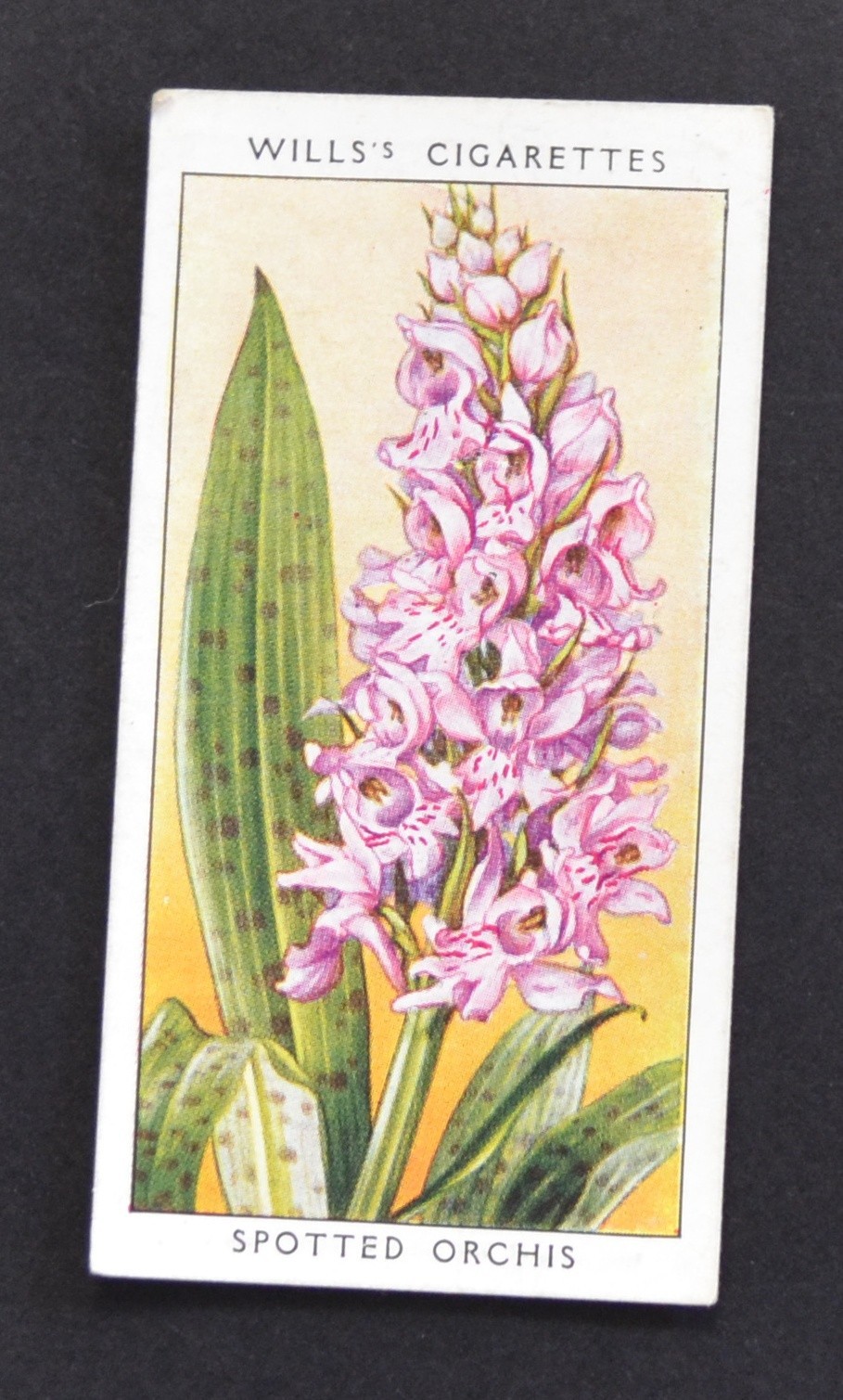 1936 Wills\'s Wild Flowers Series Cigarette Card No. 26 Spotted Orchis