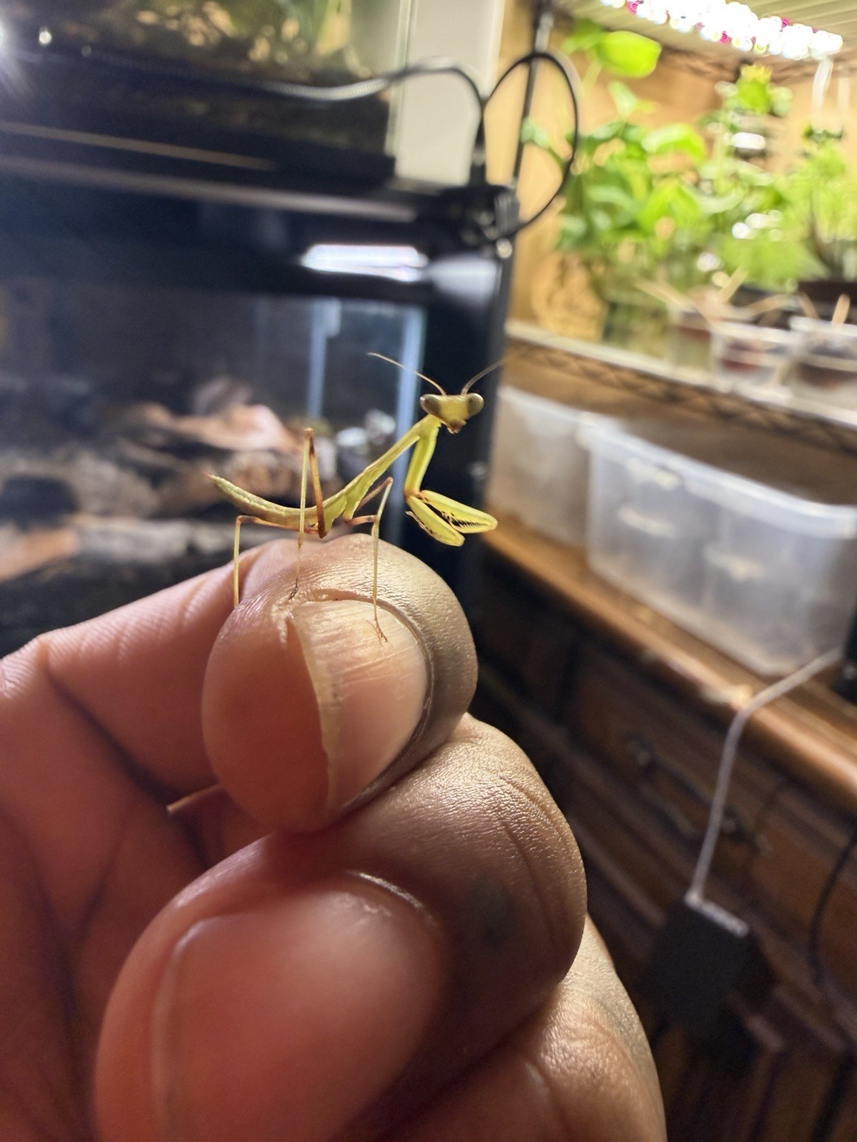 10 Count Giant Asian Mantis (Hierodula Membranacea) Nymph L3-L4 10 Count Giant Asian Mantis (Hierodula Membranacea) Nymph L3-L4