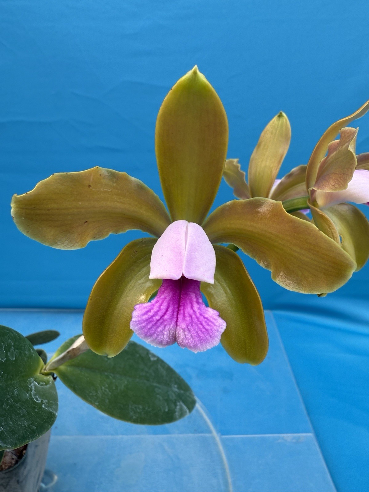 Cattleya guttata (clear) X tenuis Orchid Eros Hybrid 4” Pot BLOOM SIZE SHEATH