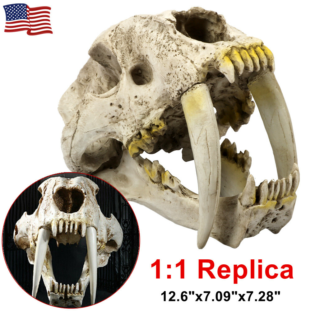 Life-Size Saber-Toothed Tiger Smilodon Skull Replica Model Life-Size Saber-Toothed Tiger Smilodon Skull Replica Model
