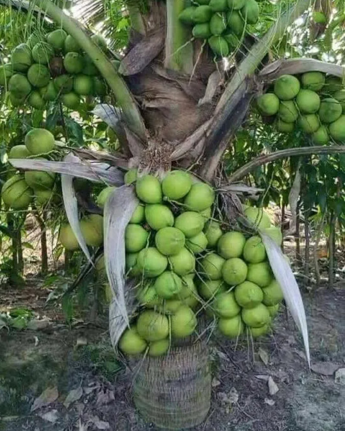 Dwarf Green Sprouted Coconut Tree - 6-8\ Dwarf Green Sprouted Coconut Tree - 6-8\