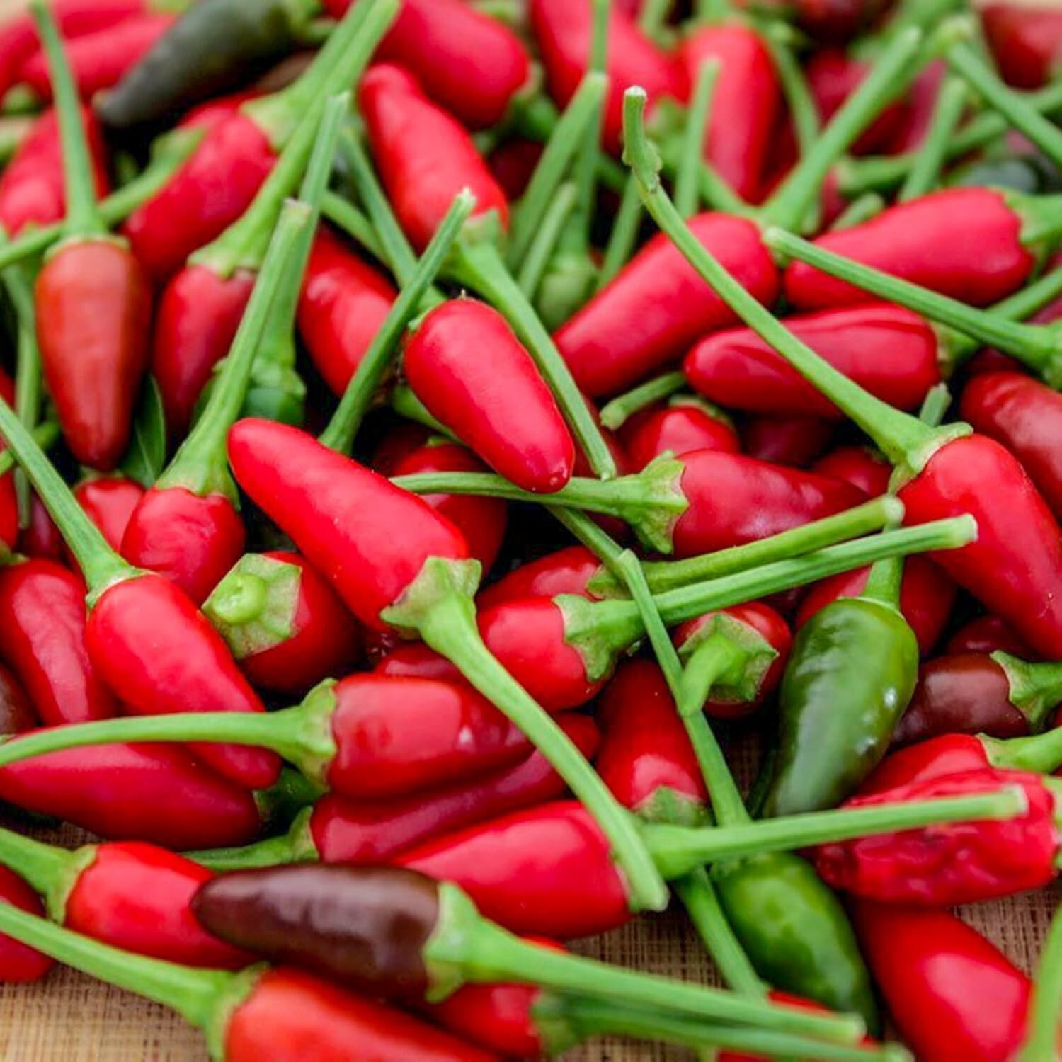 50+ SEEDS Bird’s Eye Chili Pepper SILING LABUYO NON GMO  #74