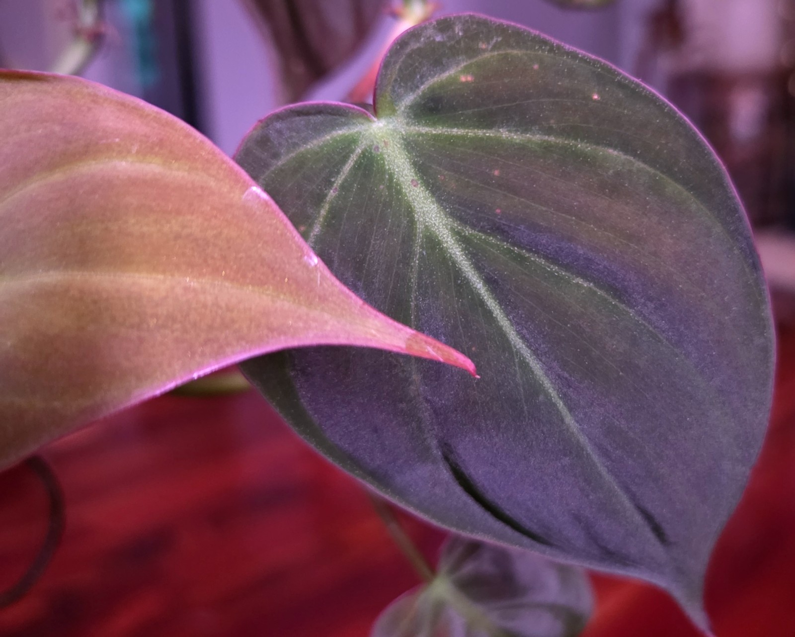 Rare Philodendron Micans 36\