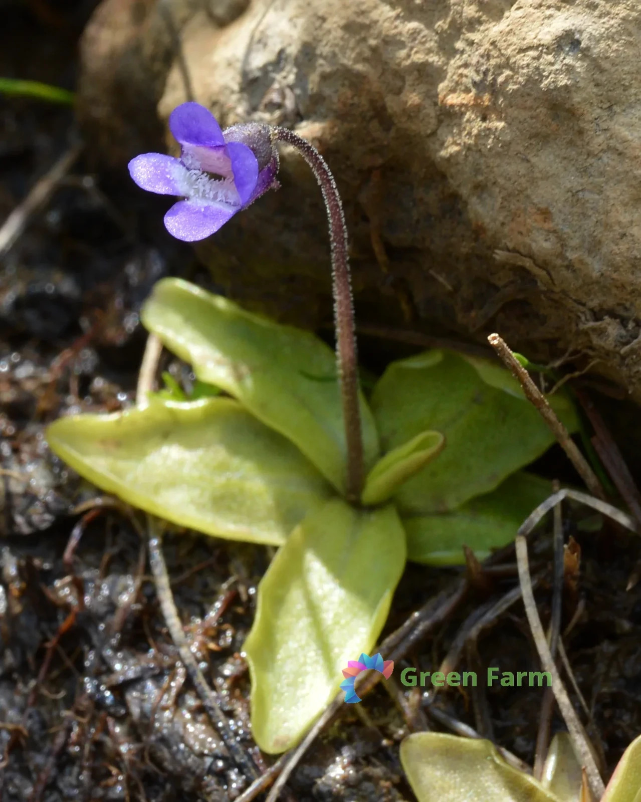 100 Seeds Pinguicula Vulgaris Butterwort Rare Perennial Carnivorous Garden Plant