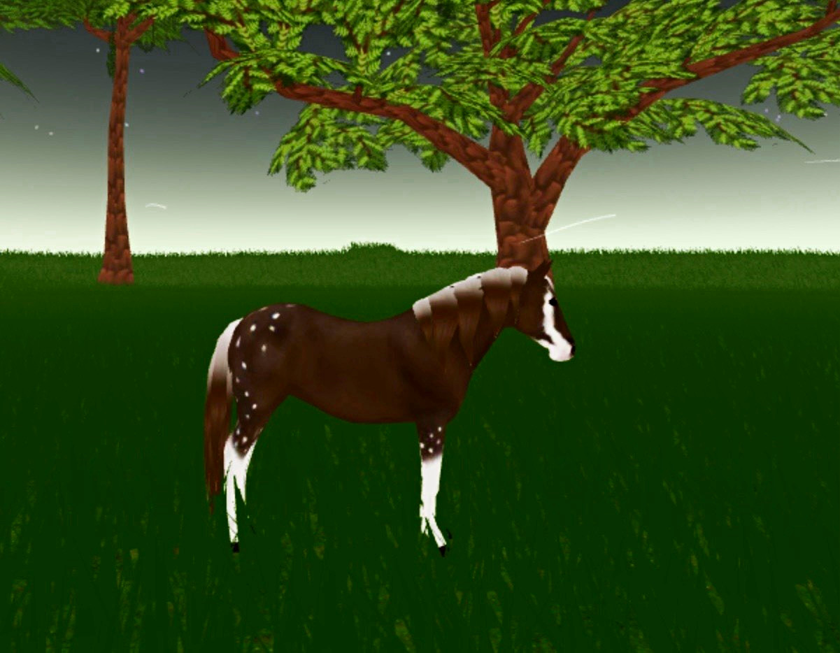 Wild Horse Islands THROWBACK EVENT HORSE / Hot Coco Musty Wild Horse Islands THROWBACK EVENT HORSE / Hot Coco Musty