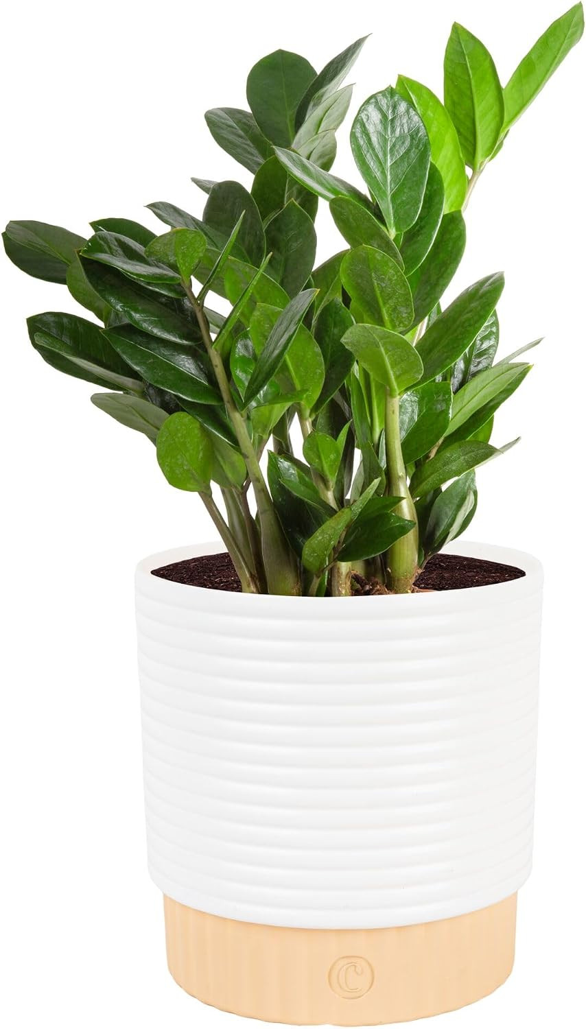 Costa Farms ZZ Plant, Live Indoor Plant, Air Purifying, Easy Care