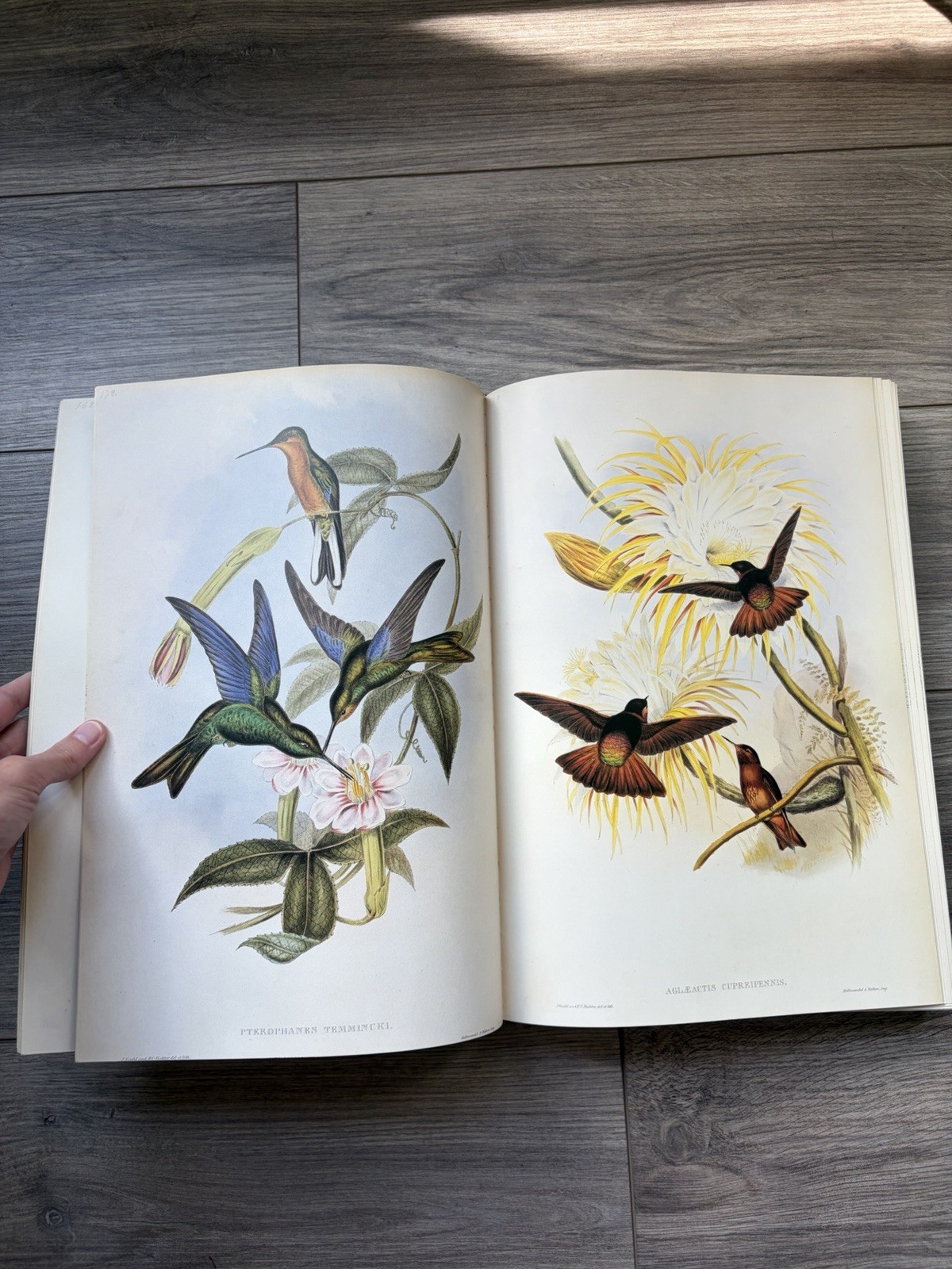 John Gould’s Hummingbirds 1990 Wellfleet Press 418 Color Plates Hardcover John Gould’s Hummingbirds 1990 Wellfleet Press 418 Color Plates Hardcover