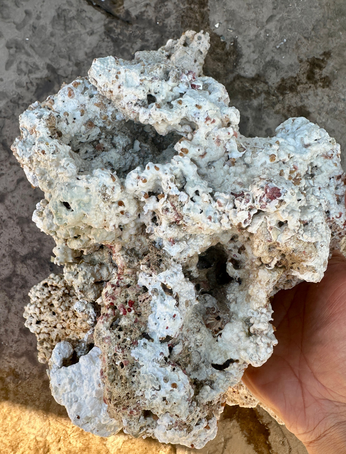 SAF~ 10 Lbs of Live Rock, Purple Coraline Algae, Marine Saltwater Aquarium Reef SAF~ 10 Lbs of Live Rock, Purple Coraline Algae, Marine Saltwater Aquarium Reef