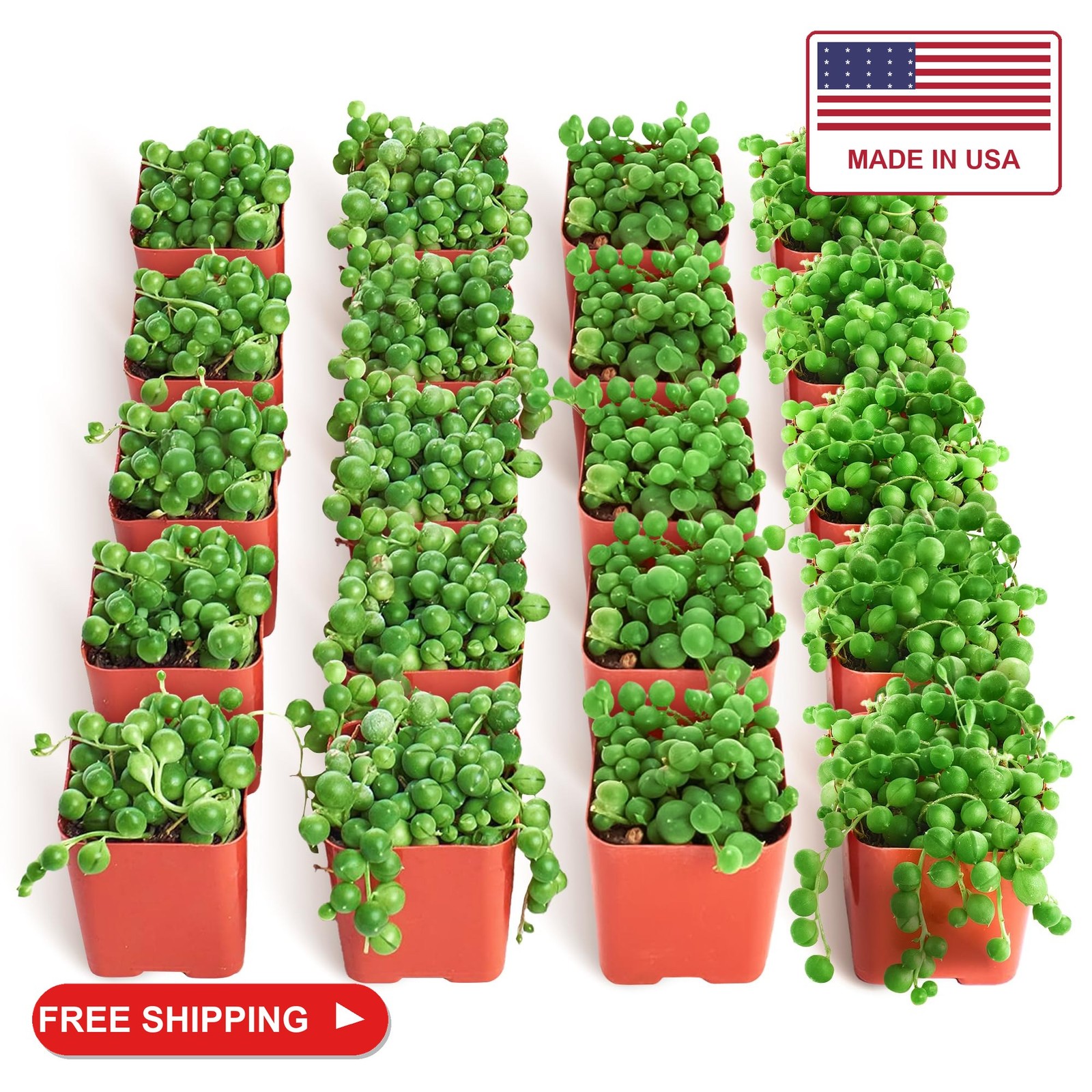 Shop Succulents String of Pearls Succulent Plant 2\ Shop Succulents String of Pearls Succulent Plant 2\