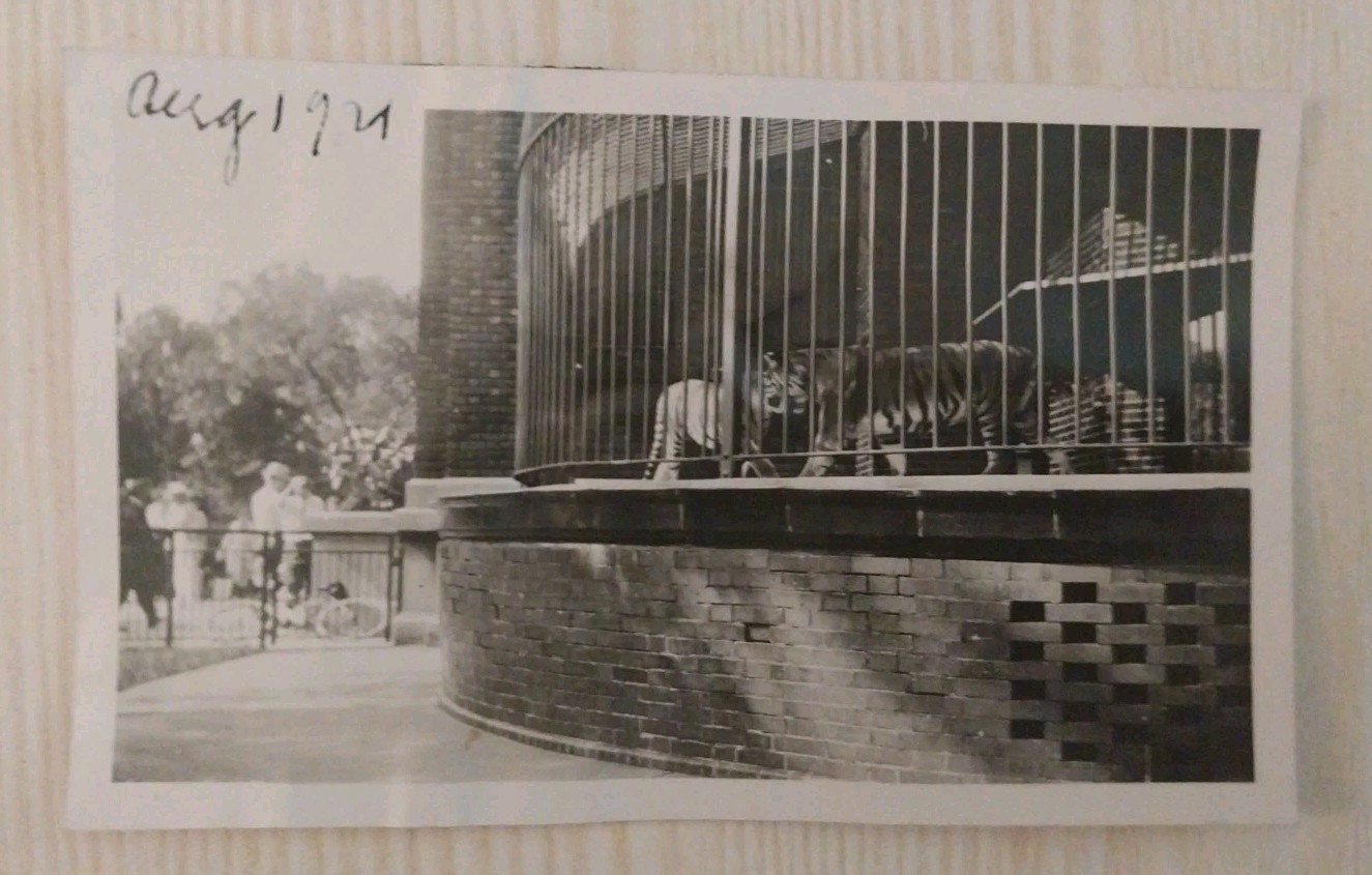 Vintage 1921 Photo Caged Tiger Zoo Exhibit Big Cat Enclosure Snapshot 1920s B&W