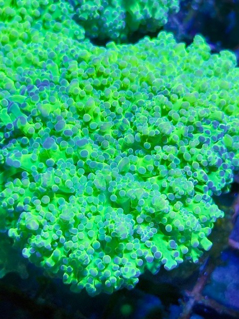 Coral Beauties Aquatics Thin Noodle Malaysian Frogspawn - WYSIWYG- Single Head