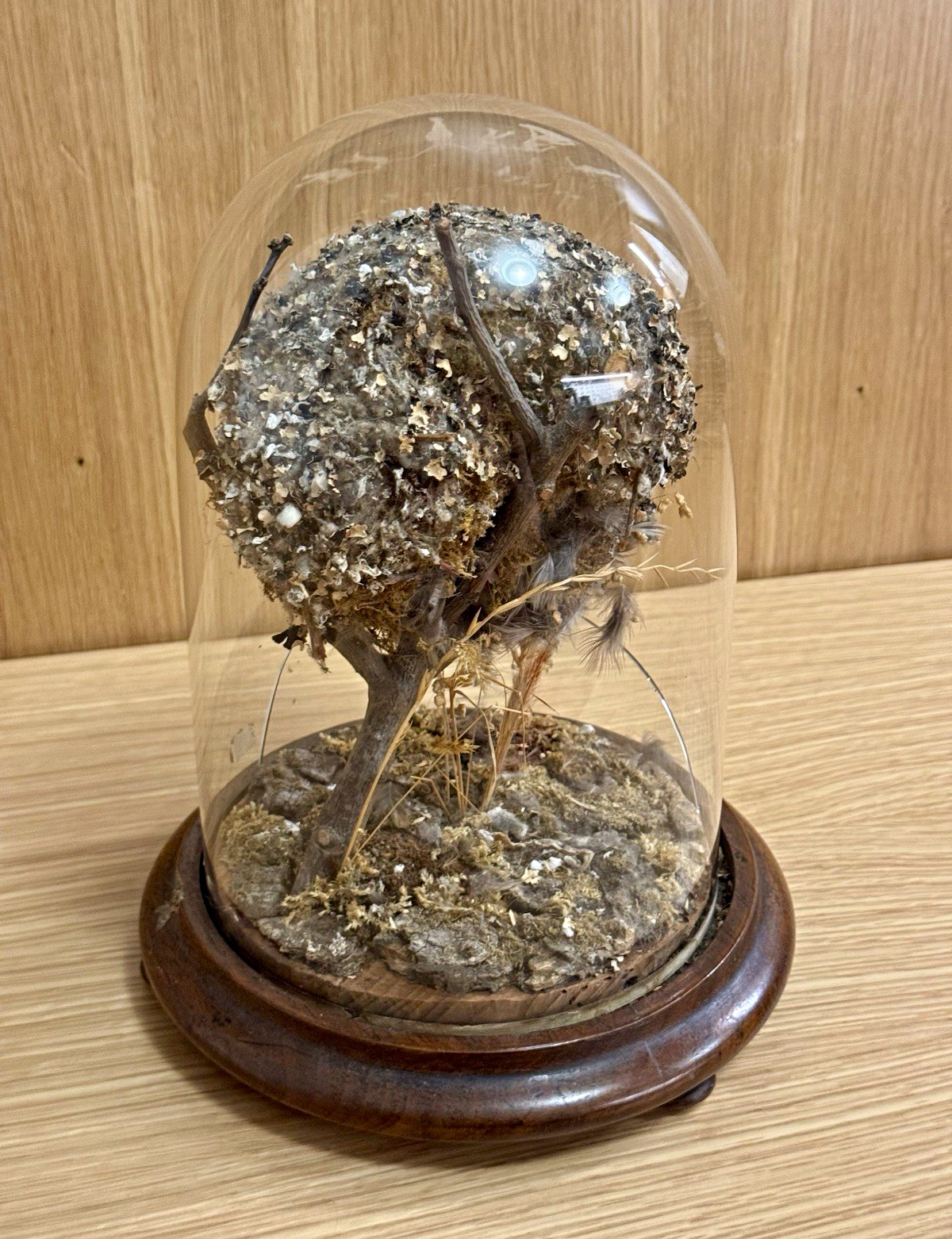 Antique Victorian Natural History Display Long-Tailed Bushtit Bird Nest w Cloche Antique Victorian Natural History Display Long-Tailed Bushtit Bird Nest w Cloche