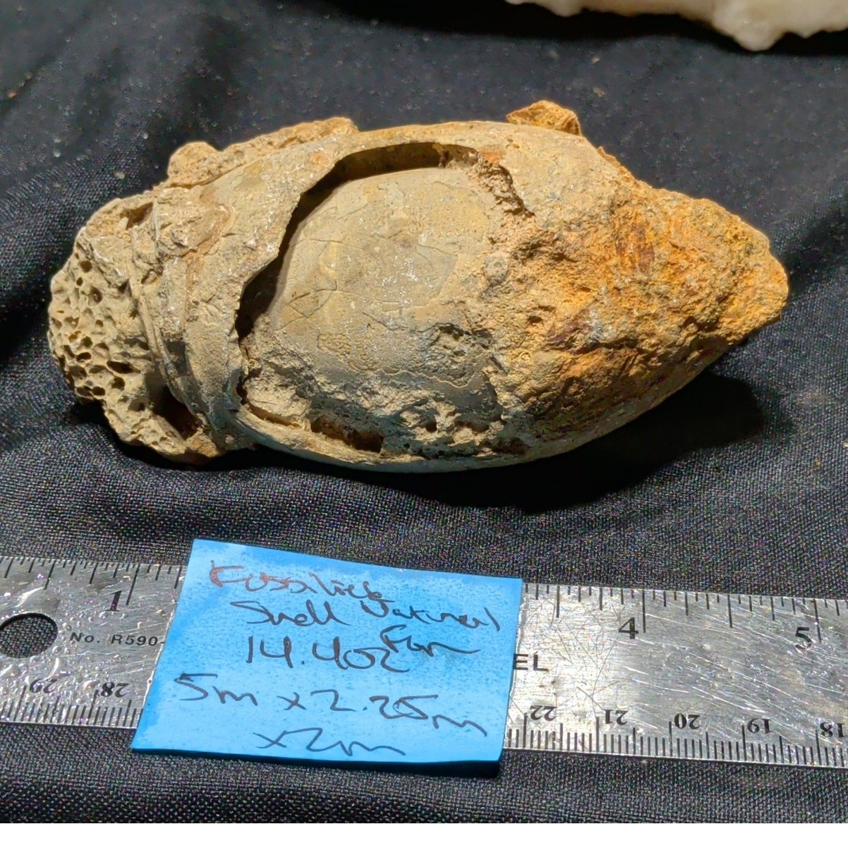 Fossilized Seashell Specimen Natural Form (14.4oz) Fossilized Seashell Specimen Natural Form (14.4oz)
