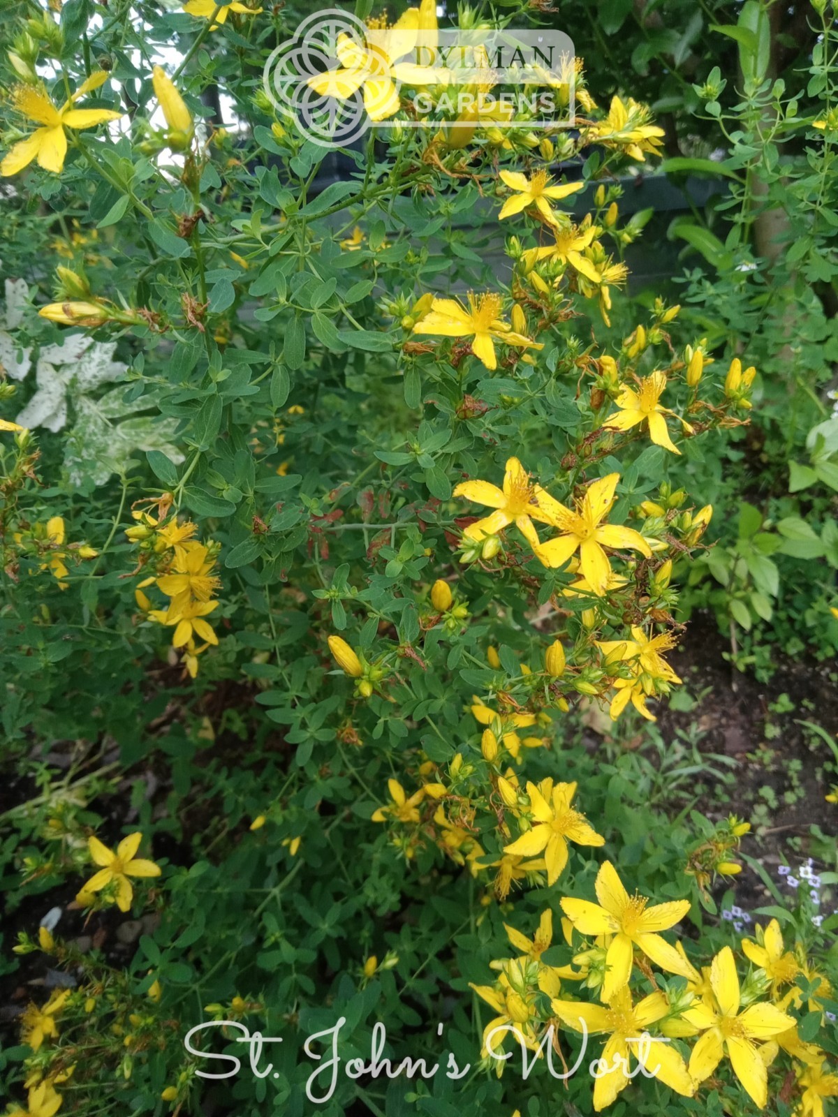 St. John's Wort (Hypericum perforatum) - Flowering Herb - Multiple Sizes