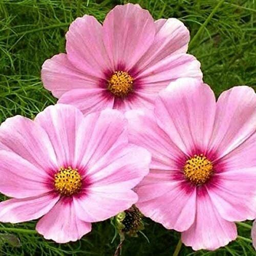 Cosmos GLORIA 3-5’ Tall Huge Flower Blooms Magenta Center Non-GMO 200 Seeds