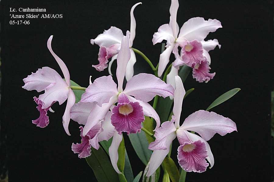 Lc. Canhamiana \'Azure Skies\' AM/AOS Awarded Orchid in 4 ½ pot
