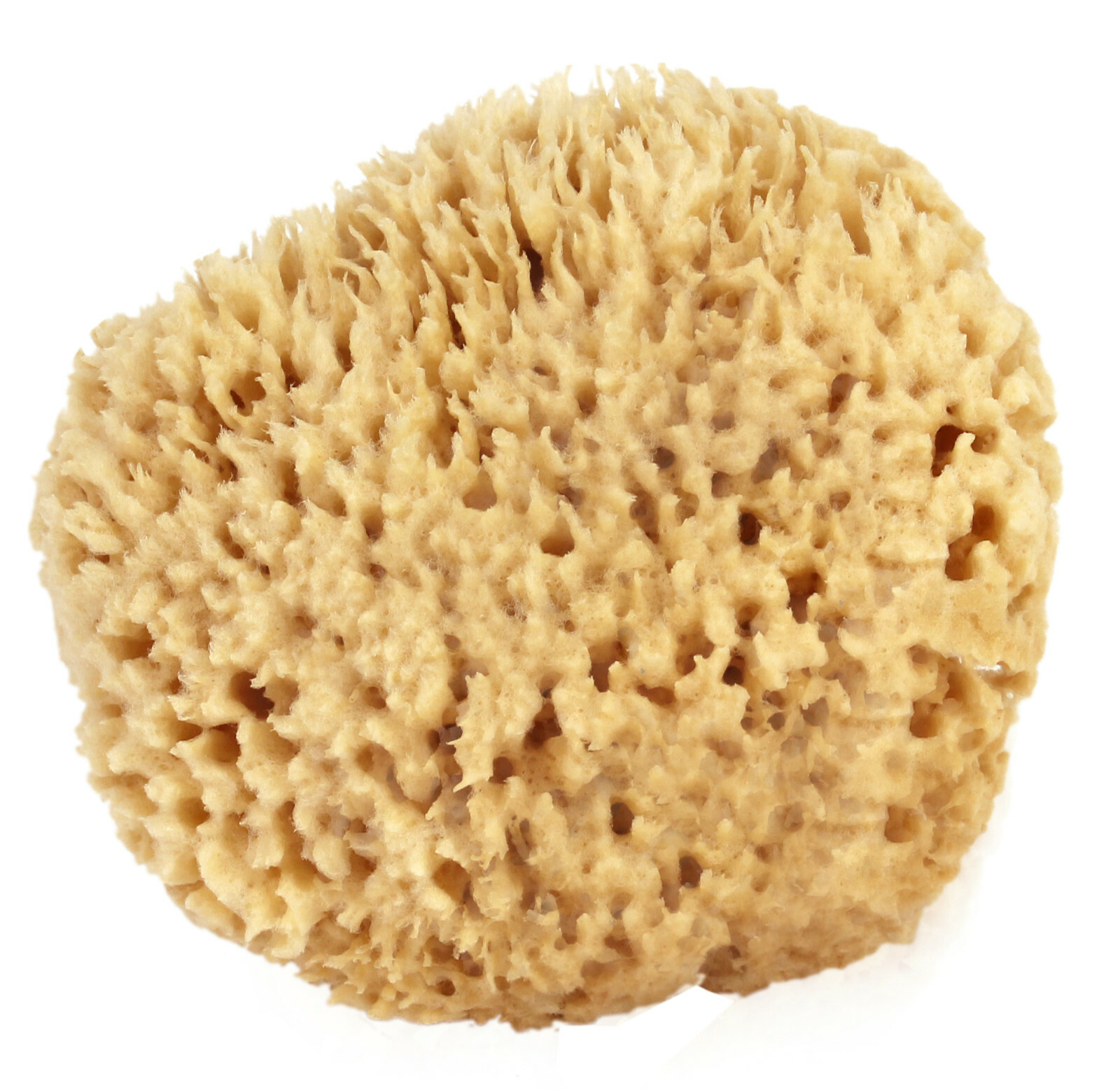 Natural Sea Wool Sponges by Spa Destinations (Choose Size) Natural Sea Wool Sponges by Spa Destinations (Choose Size)