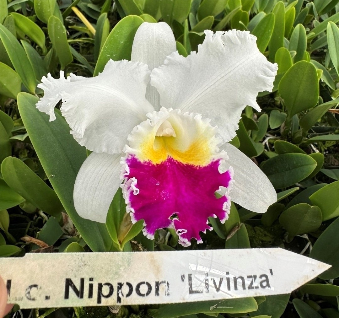 Lc Nippon \'Livinza\'  BM/JOGA  near blooming size semi alba fragrant cattleya orc