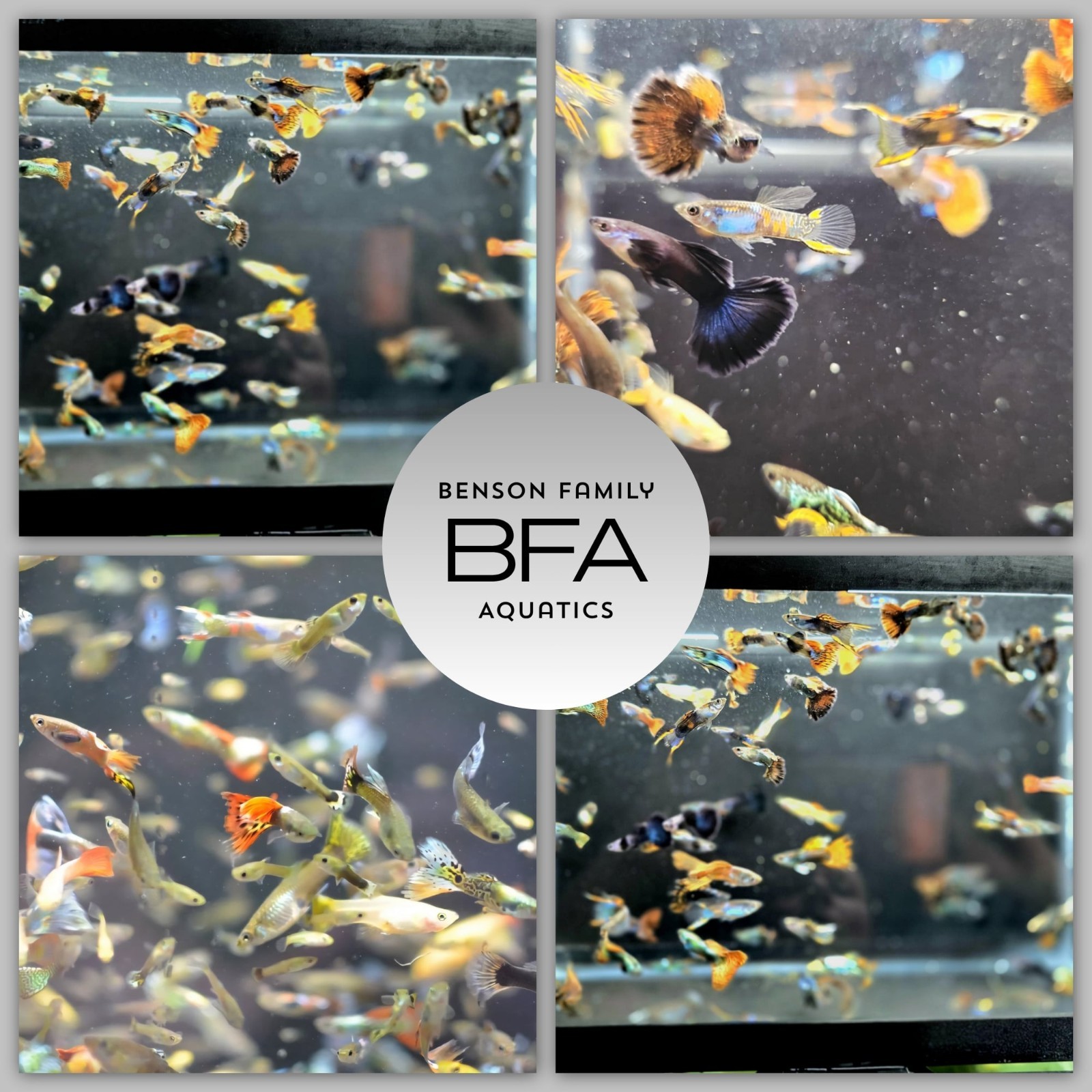 30 live guppy fry 