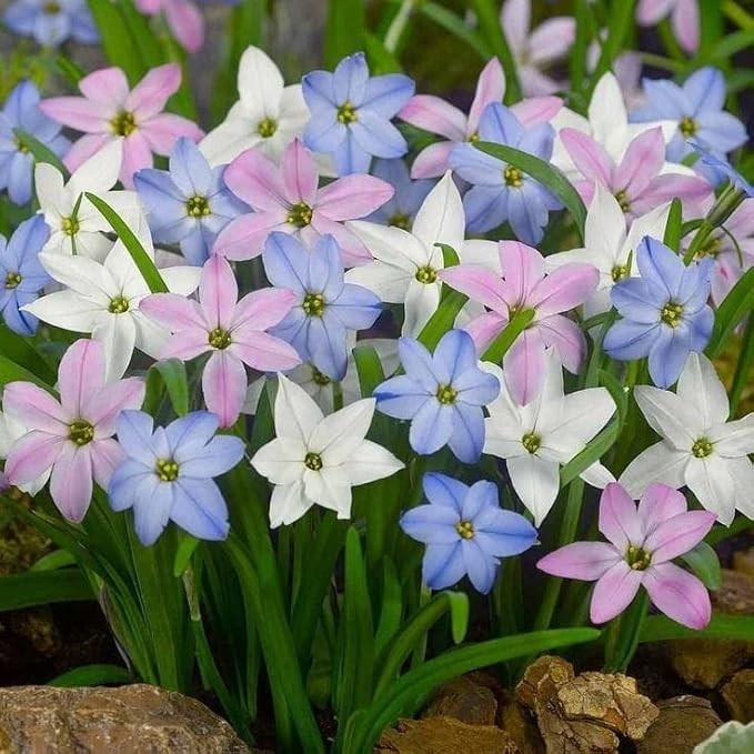Pretty Imported Double Rain Lily MultiColour Flower Bulbs Pack Of 2 Bulbs