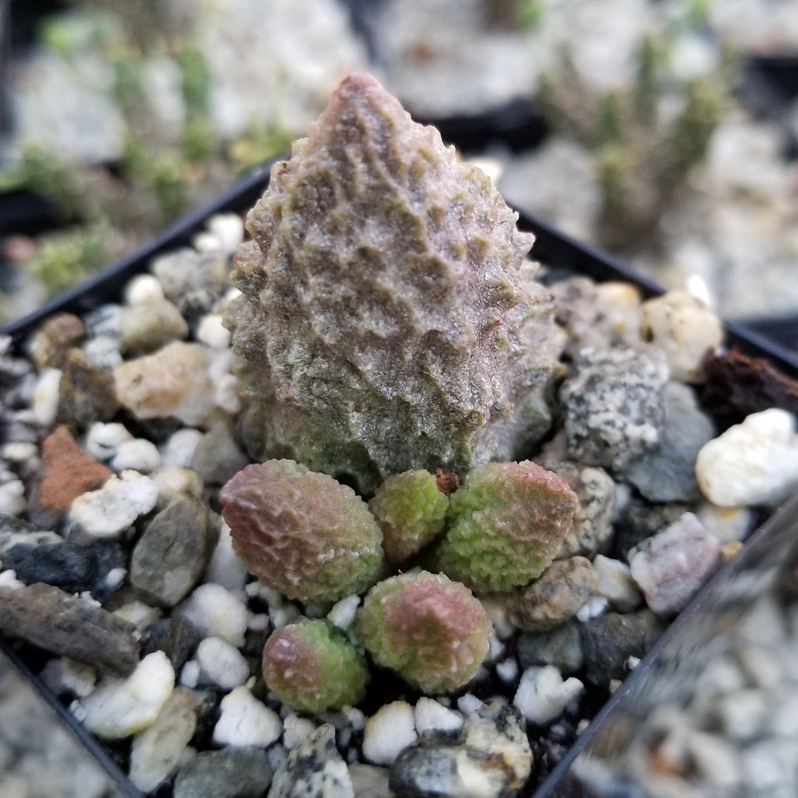Adromischus marianae f. herrei cactus Cacti Succulent real live plant