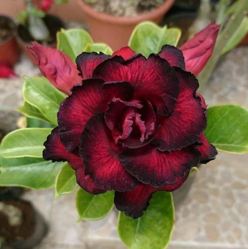 One  Triple Desert Rose Black and Red seedling Plants color as shown.