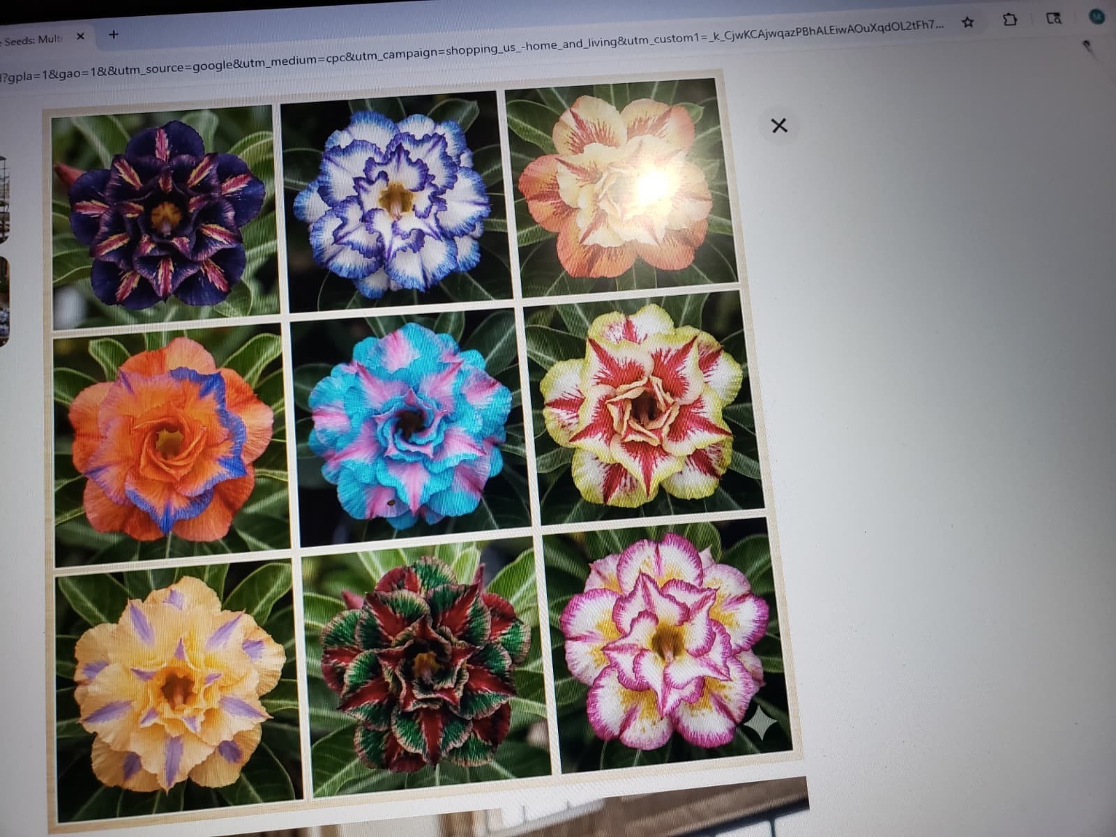 20 Mixed Color-Different Variety-Shape  Desert Rose Seeds- USA Seller-Free Ship