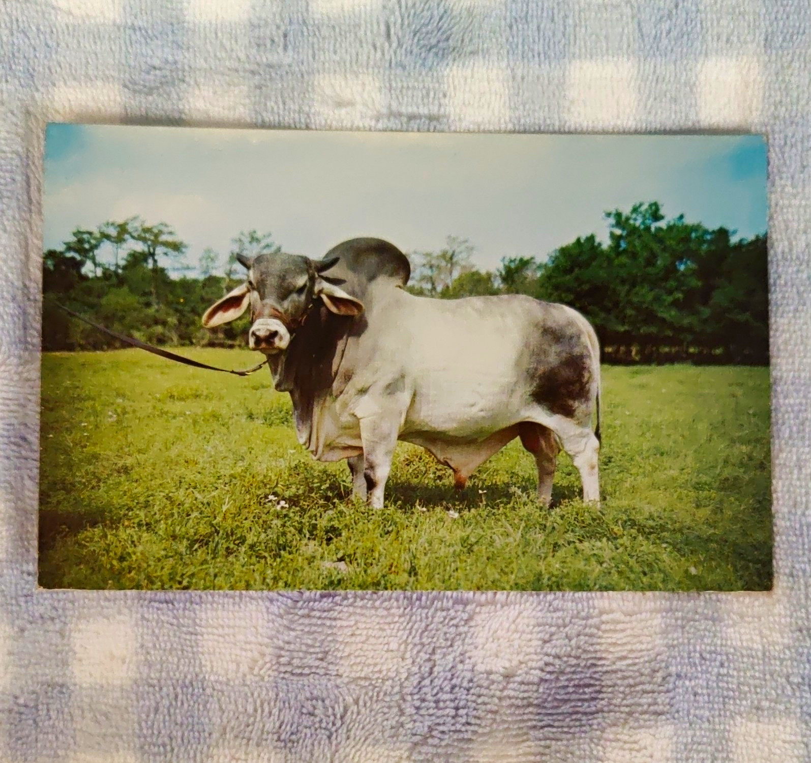Vintage 1953 Brahman Bull Postcard JDH Minton de Manso J.D. Hudgins Ranch TX Vintage 1953 Brahman Bull Postcard JDH Minton de Manso J.D. Hudgins Ranch TX