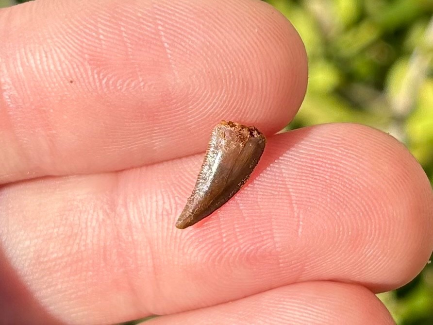 NICE Undescribed Dinosaur Tooth Fossil Raptor ? Morocco Kem Kem Theropod