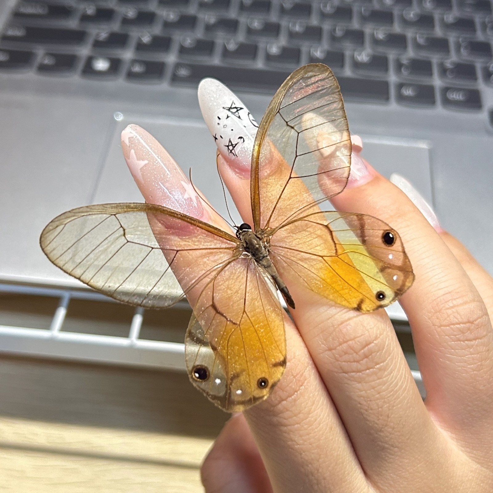 Real Glasswing Yellow Eyed Butterfly Specimen Insect Taxidermy DIY Craft Gift Real Glasswing Yellow Eyed Butterfly Specimen Insect Taxidermy DIY Craft Gift