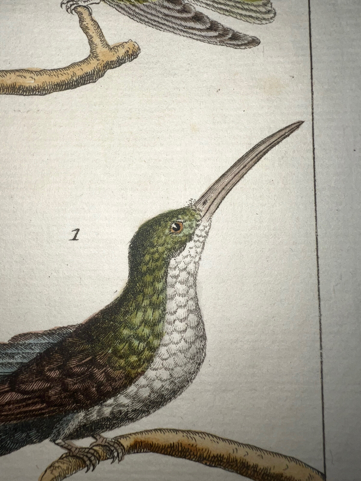 1771 Buffon Hand Colored Birds Engraving Very Rare Hummingbird