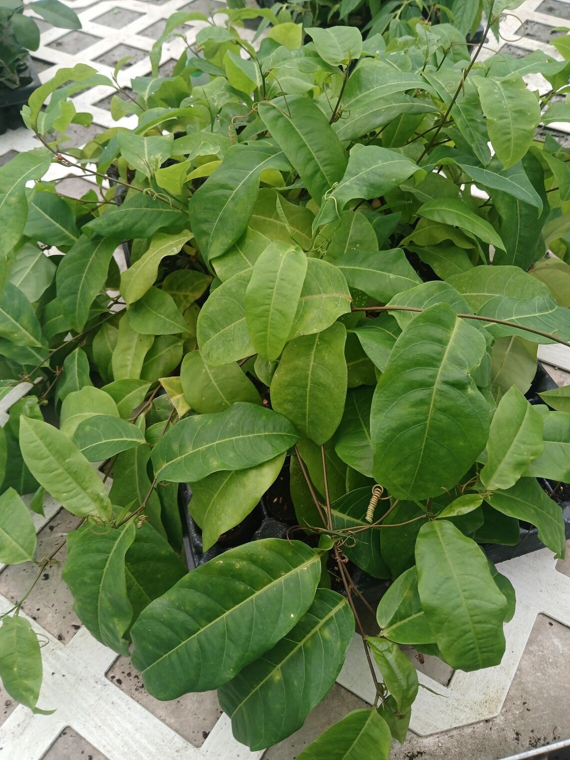 Jamaican lilikoi plant 6 to 8 inch Jamaican lilikoi, Passiflora laurifolia