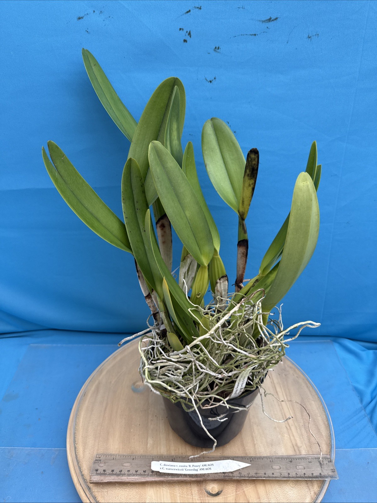 Cattleya Hardyana (warscewiczii X dowiana) Orchid Eros Bloom Size 7” Pot
