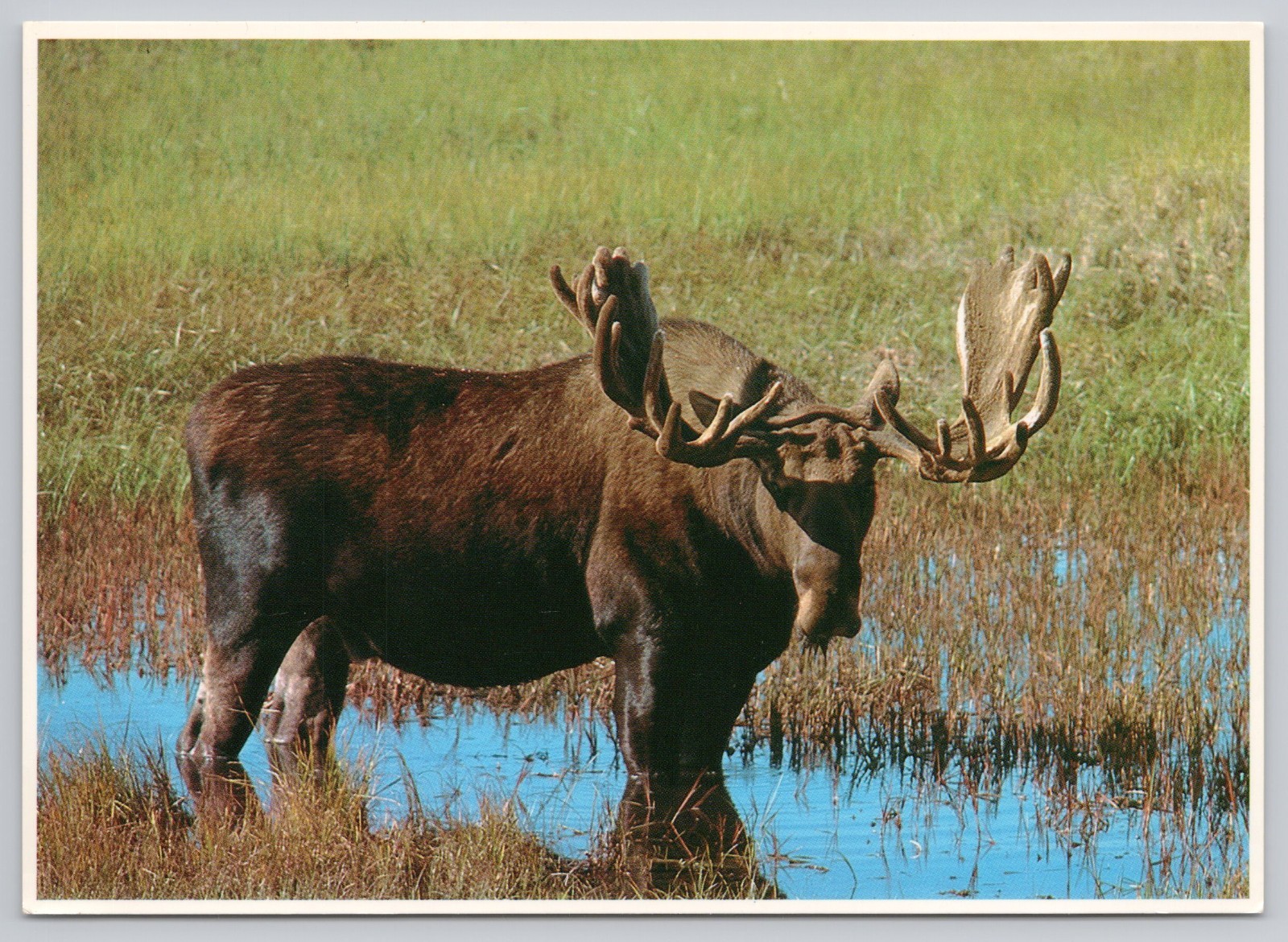 Alaska Moose Bull Wetland Continental Chrome Postcard Alaska Moose Bull Wetland Continental Chrome Postcard