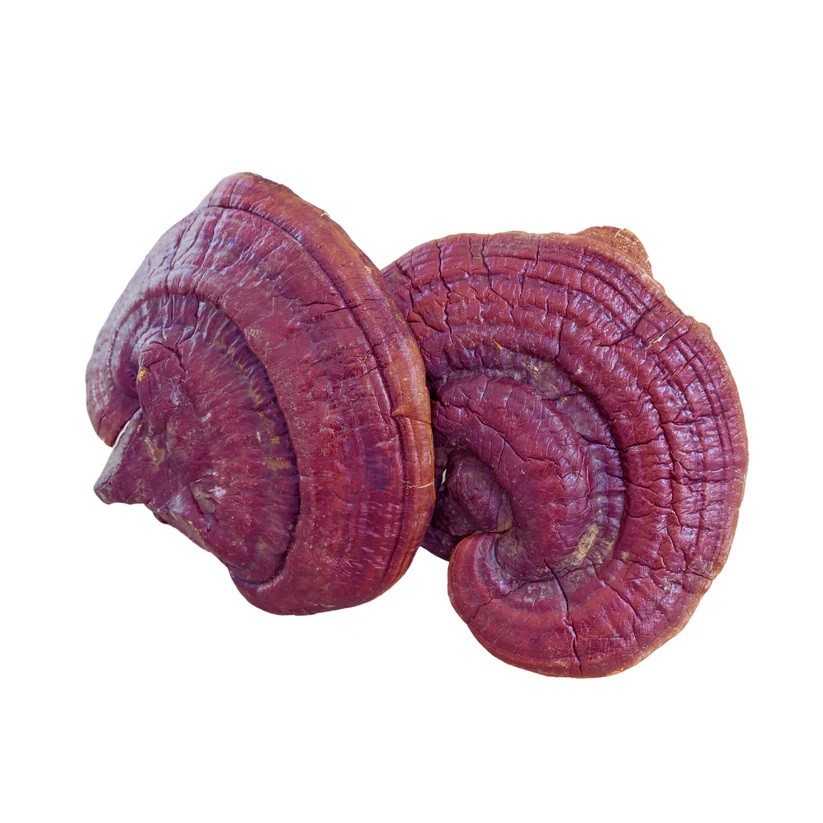 Red Reishi WHOLE Mushroom Organic (Ganoderma Lucidum) Ling Zhi  + USA