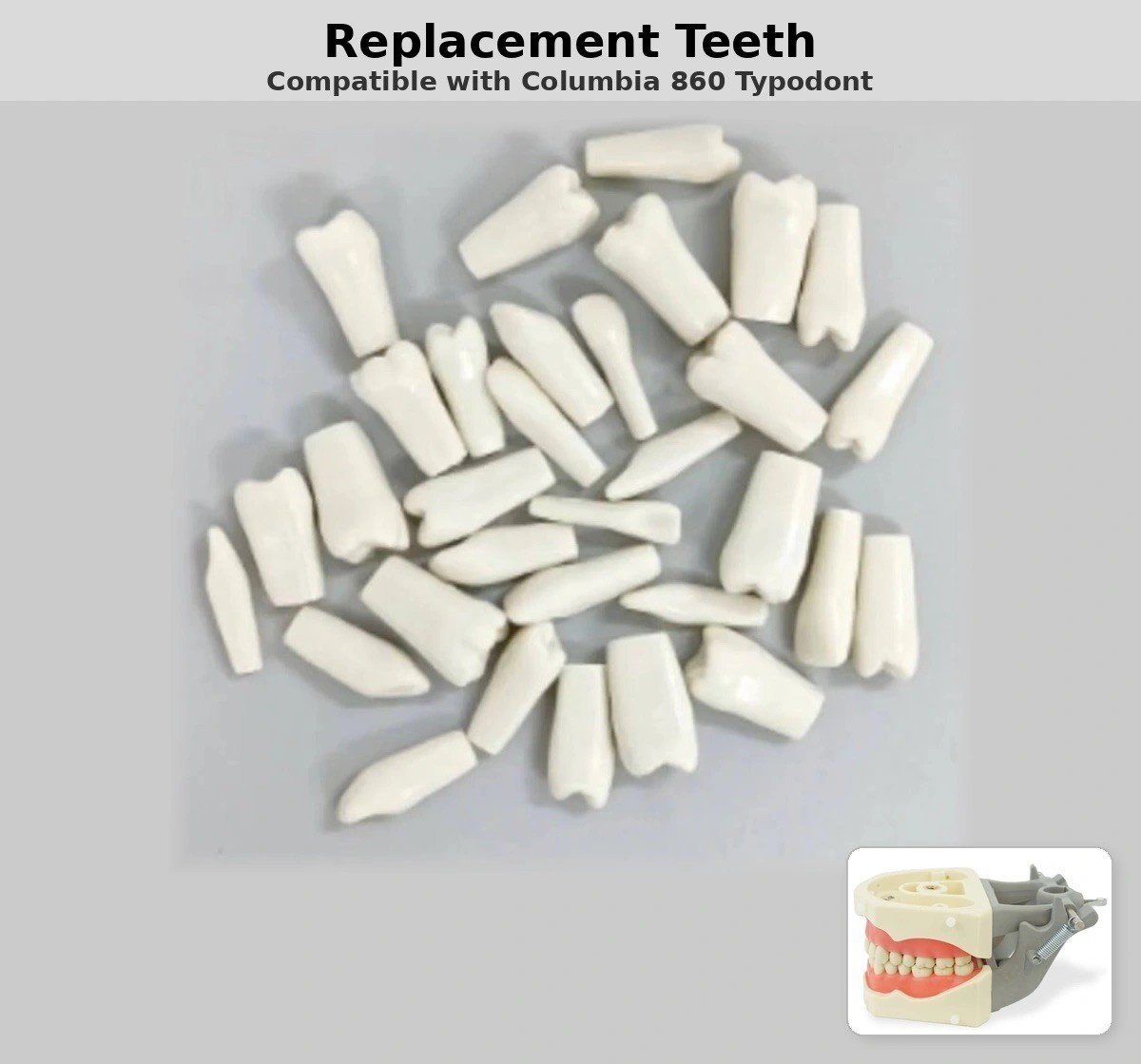 Replacement Teeth, Compatible with Columbia 860 Typodont Replacement Teeth, Compatible with Columbia 860 Typodont