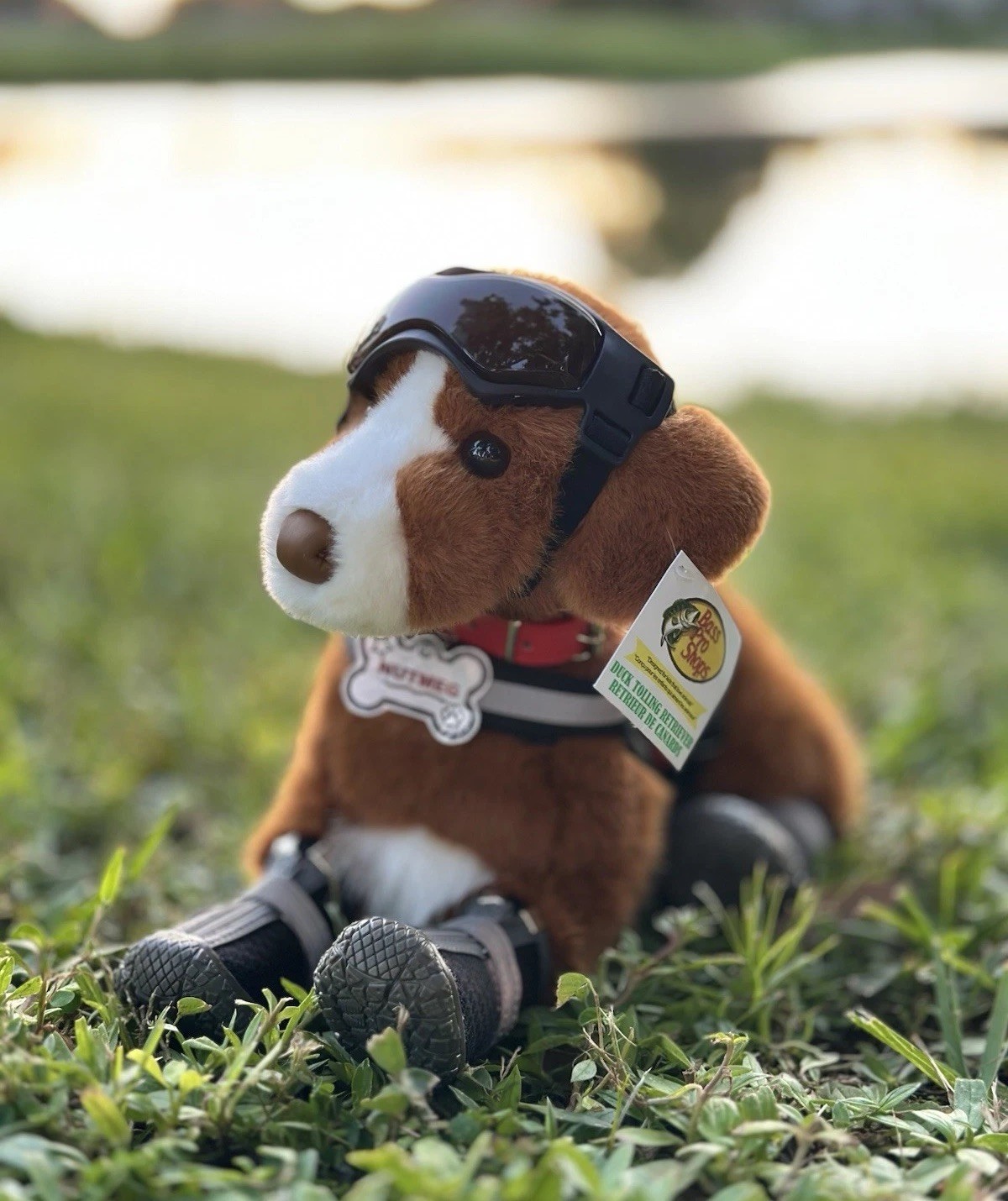 Douglas Nova Scotia Duck Tolling Retriever BassPro Shops Stand Plush + Essa Gear