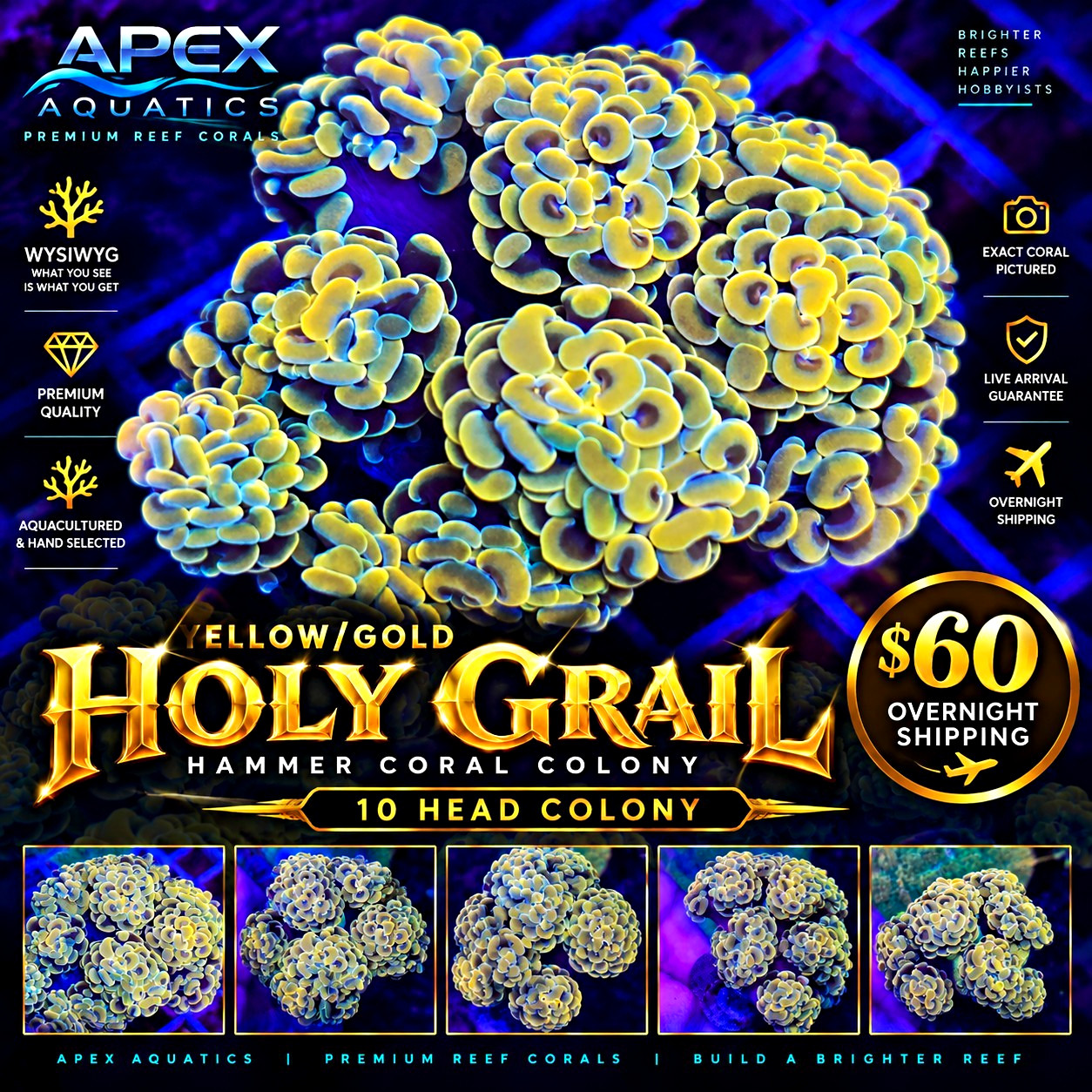 💛🔥 WYSIWYG 10 HEAD YELLOW/GOLD HOLY GRAIL HAMMER COLONY 🔥💛