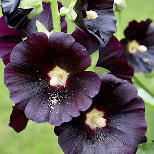 Nigra Hollyhock Seeds | Large Black / Deep Red Flowers |  | 1193